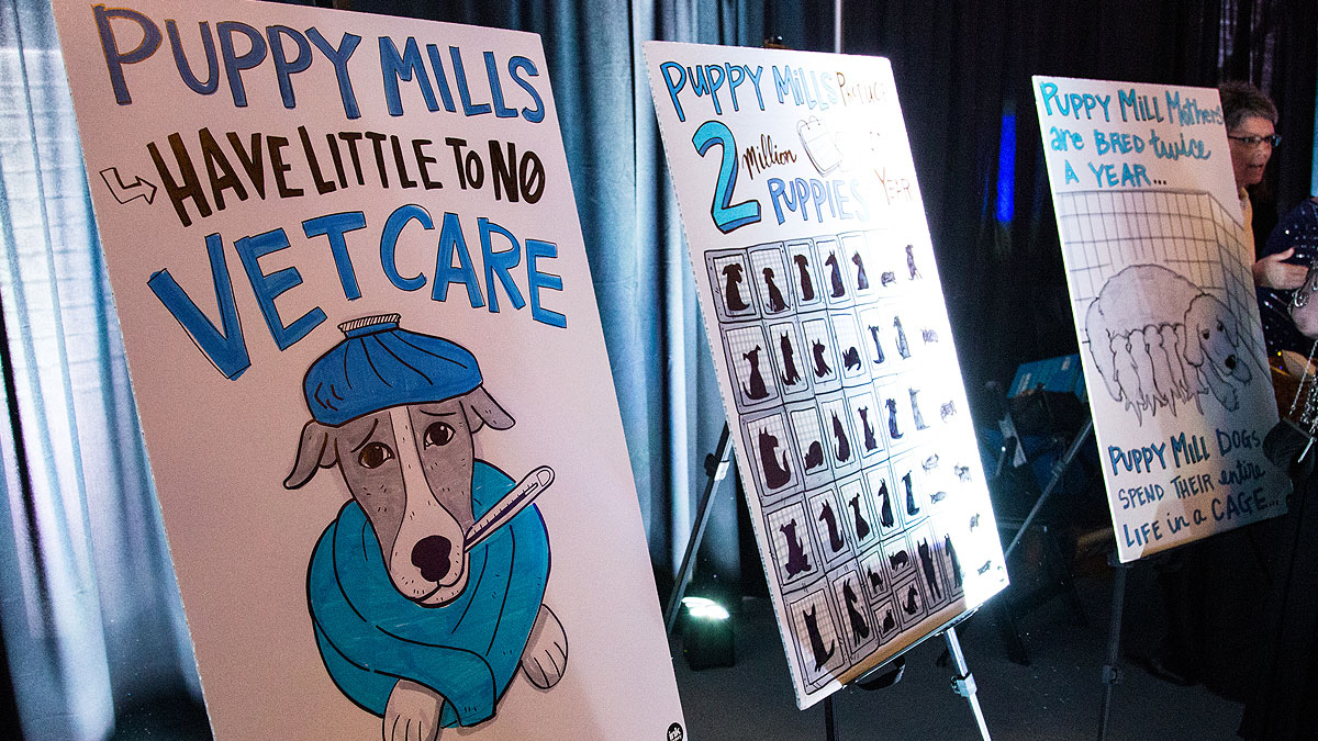 Visual note boards displayed at the event