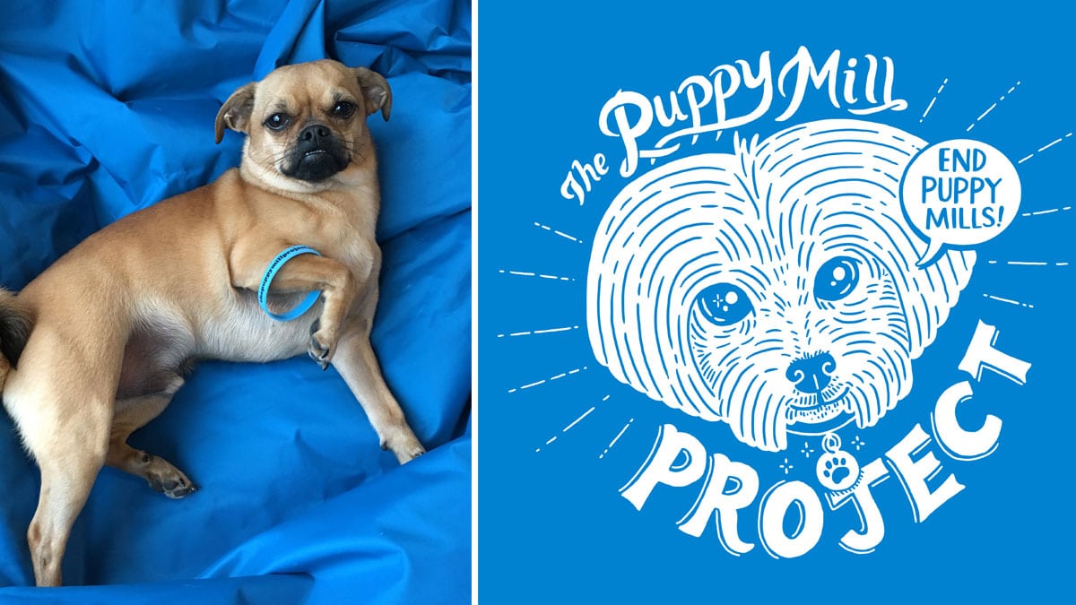 Whisky laying next to Puppy Mill event t-shirt with wristband