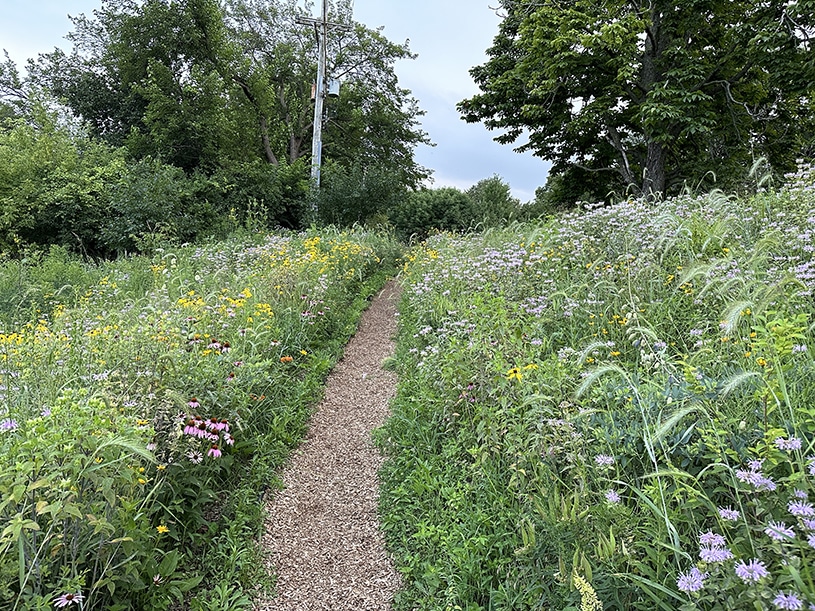 A walk through a trail with flowers on a Friday during the 4-day workweek